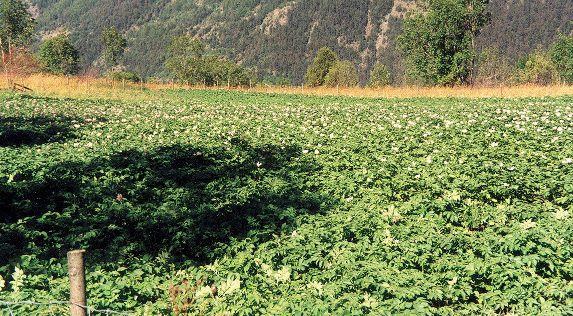 Campo di patate in Alta Valle